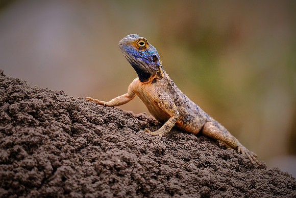 Ground agama lizard — Etosha National Park, northwest Namibia