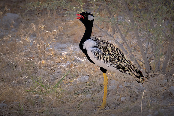 Northern black korhaan — Etosha National Park, northwest Namibia