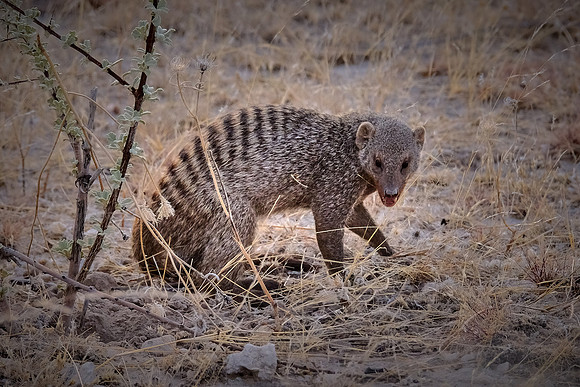 Banded mongoose — Etosha National Park, northwest Namibia