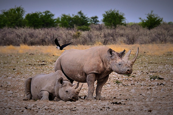White rhinoceros & pied crow — Etosha National Park, northwest Namibia