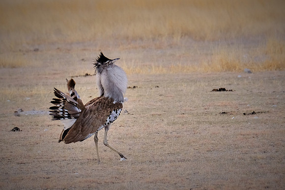 Kori bustard — Etosha National Park, northwest Namibia
