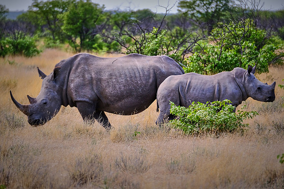 White rhinoceros — Etosha National Park, northwest Namibia