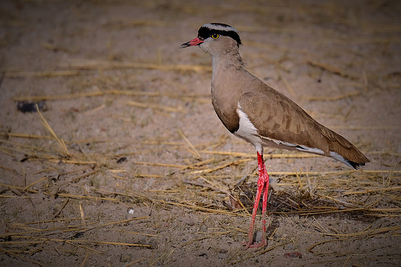 Crowned lapwing — Etosha National Park, northwest Namibia