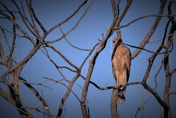 Southern pale chanting goshawk — Etosha National Park, northwest Namibia