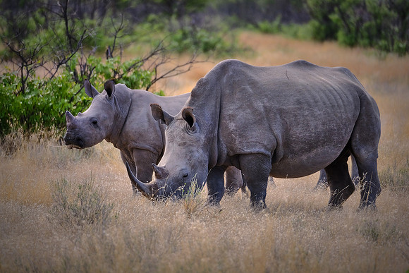White rhinoceros — Etosha National Park, northwest Namibia