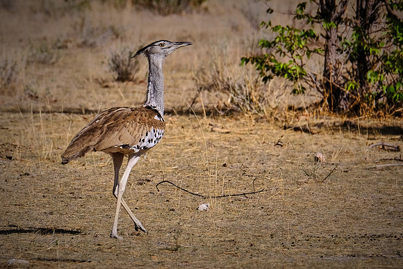 Kori bustard — Etosha National Park, northwest Namibia