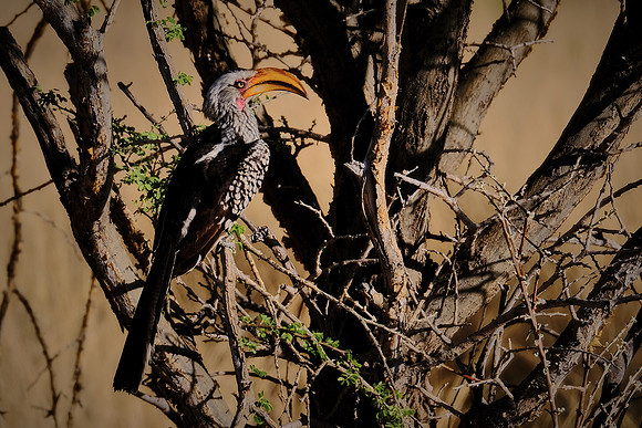 Monteiro's hornbill — Etosha National Park, northwest Namibia
