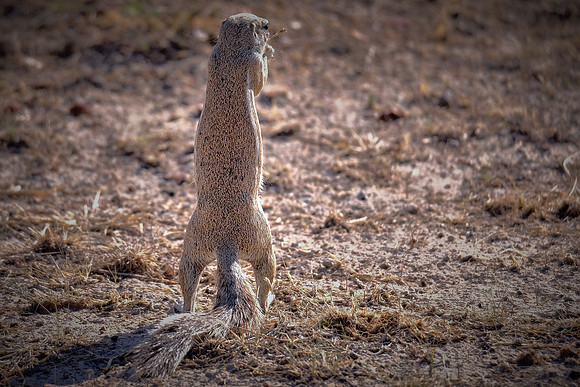 Meerkat — Etosha National Park, northwest Namibia