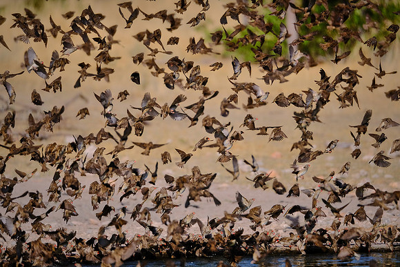 Red-billed quelea swarm — Etosha National Park, northwest Namibia