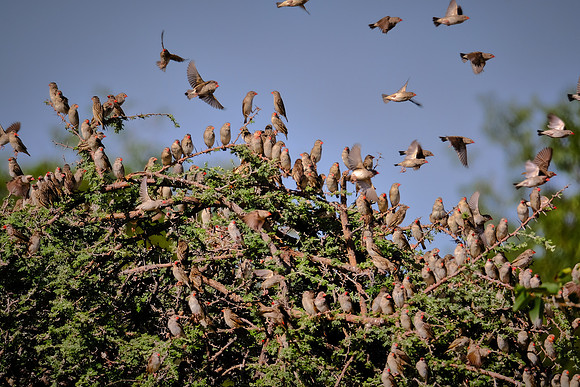 Red-billed quelea swarm — Etosha National Park, northwest Namibia