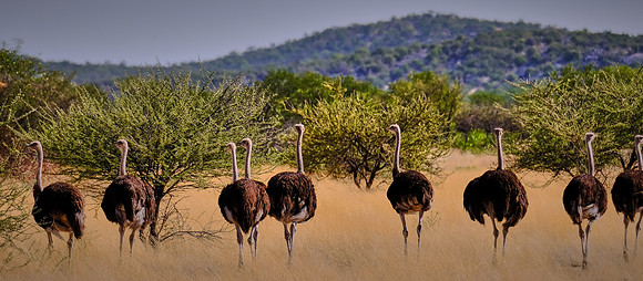 Common ostrich  — Etosha National Park, northwest Namibia