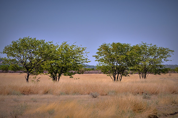 Etosha National Park, northwest Namibia