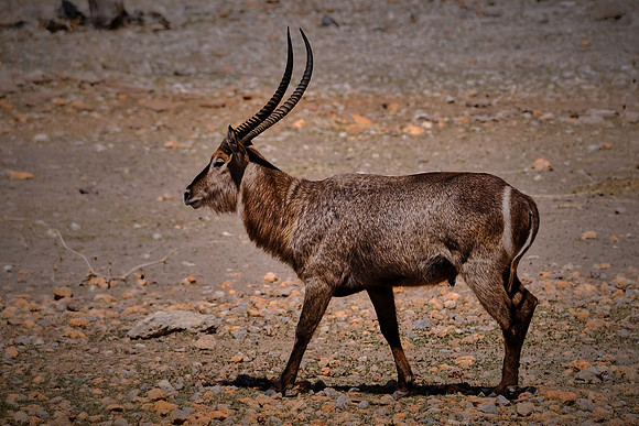 Waterbuck,  Damaraland, northwest Namibia