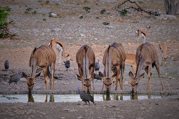 Kudu, springbok, & helmeted guineafowl — Etosha National Park, northwest Namibia