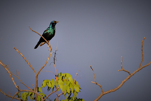 Cape glossy starling — Etosha National Park, northwest Namibia