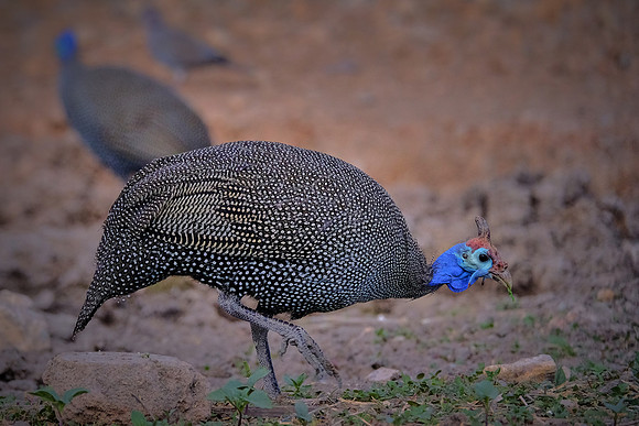 Helmeted guineafowl — Etosha National Park, northwest Namibia
