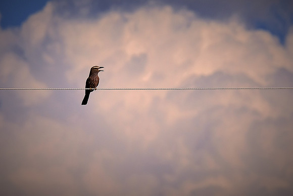 Olive bee-eater — Etosha National Park, northwest Namibia
