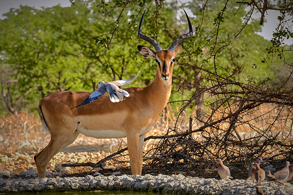 Springbok & African laughing doves — Etosha National Park, northwest Namibia