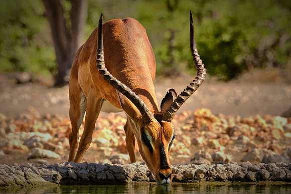 Springbok — Etosha National Park, northwest Namibia