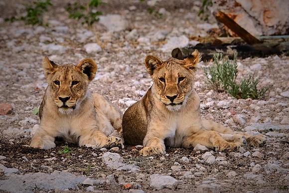 African lion cubs — Etosha National Park, northwest Namibia