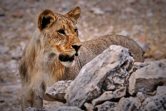 African lion — Etosha National Park, northwest Namibia