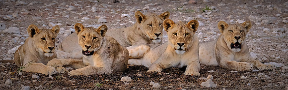 African lion pride — Etosha National Park, northwest Namibia