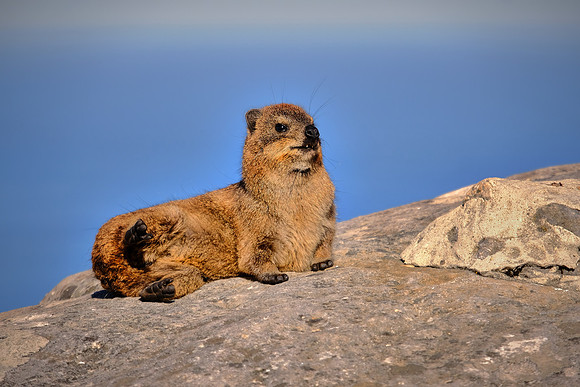 Rock hyrax, Table Mountain — Cape Town, South Africa