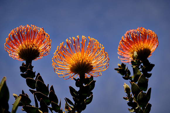 Kirstenbosch National Botanical Gardens — Cape Town, South Africa