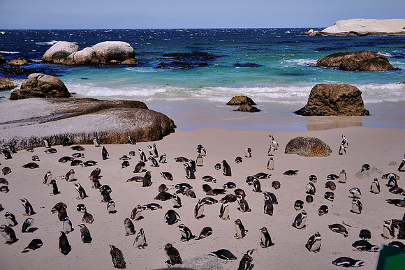 African penguins, Boulders Beach, Table Mountain National Park, South Africa