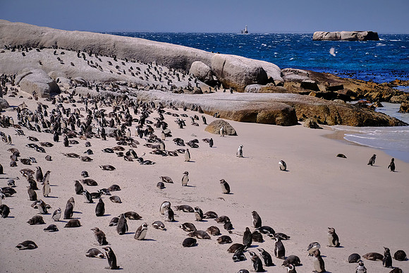 African penguins, Boulders Beach, Table Mountain National Park, South Africa