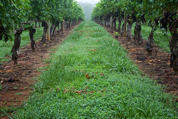Shelton Vineyards