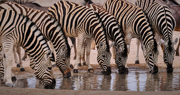 Plains zebra — Etosha National Park, northwest Namibia