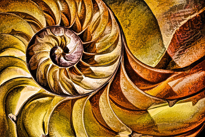 Nautilus Shell