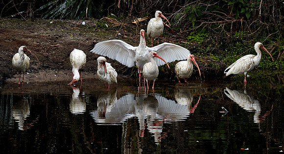 White ibis, Alligator Farm, St. Augustine, FL