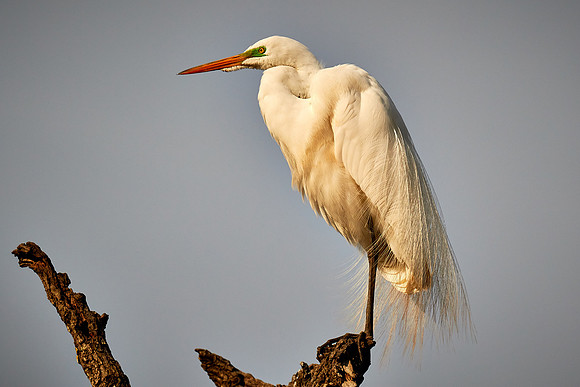 Great egret, Alligator Farm, St. Augustine, FL