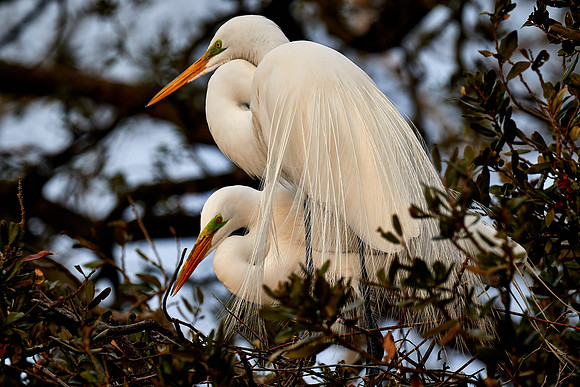 Great egret, Alligator Farm, St. Augustine, FL