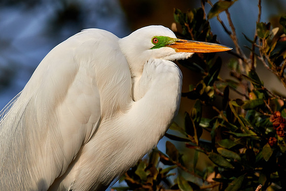 Great egret, Alligator Farm, St. Augustine, FL