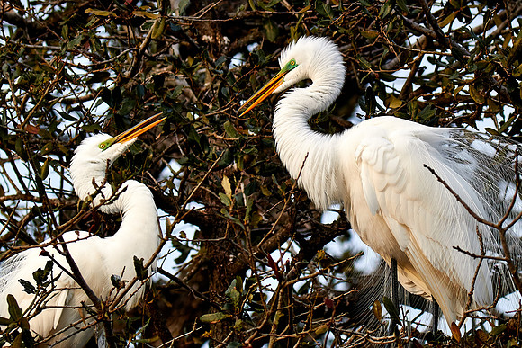 Great egret, Alligator Farm, St. Augustine, FL