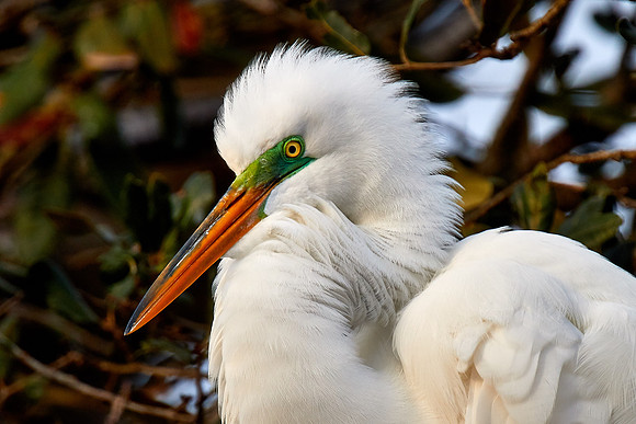 Great egret, Alligator Farm, St. Augustine, FL