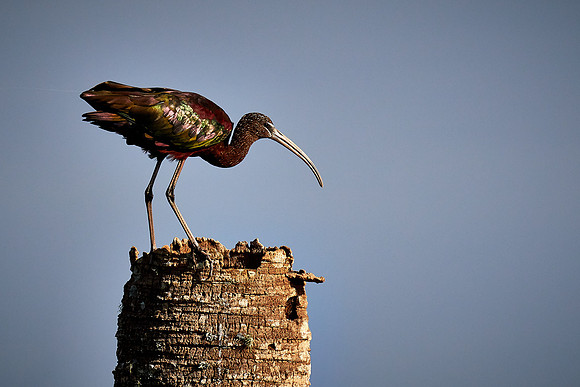 Glossy ibis, Viera Wetlands, Melbourne, FL