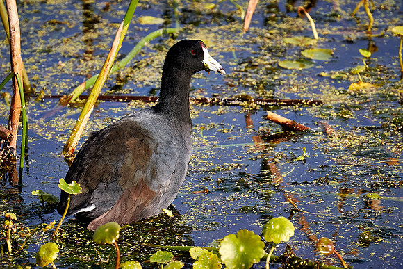 American coot, Viera Wetlands, Melbourne, FL