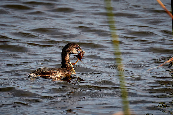 Grebe with lunch, Viera Wetlands, Melbourne, FL