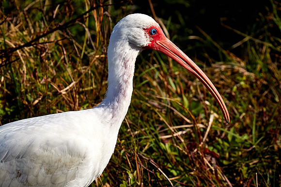 White ibis, Viera Wetlands, Melbourne, FL