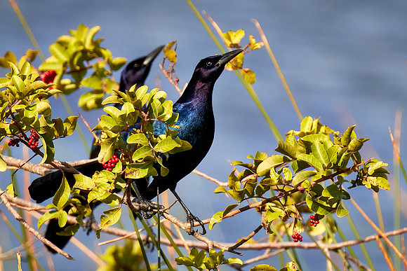 Boat-tailed grackle, Viera Wetlands, Melbourne, FL