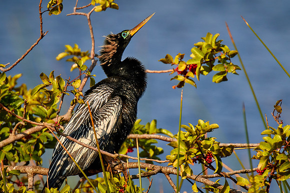 Anhinga, Viera Wetlands, Melbourne, FL