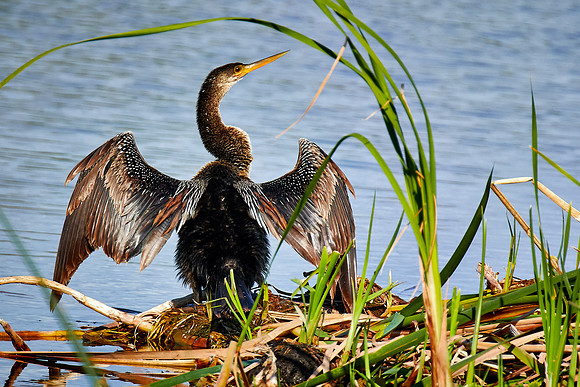 Anhinga, Viera Wetlands, Melbourne, FL