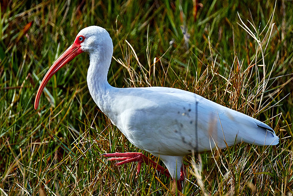 White ibis, Viera Wetlands, Melbourne, FL