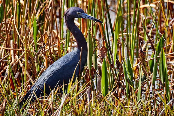 Little blue heron, Viera Wetlands, Melbourne, FL