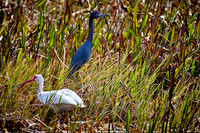 2018 Jan - Birds and Sunrises, FL