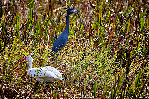 White ibis and Little blue heron, Viera Wetlands, Melbourne, FL